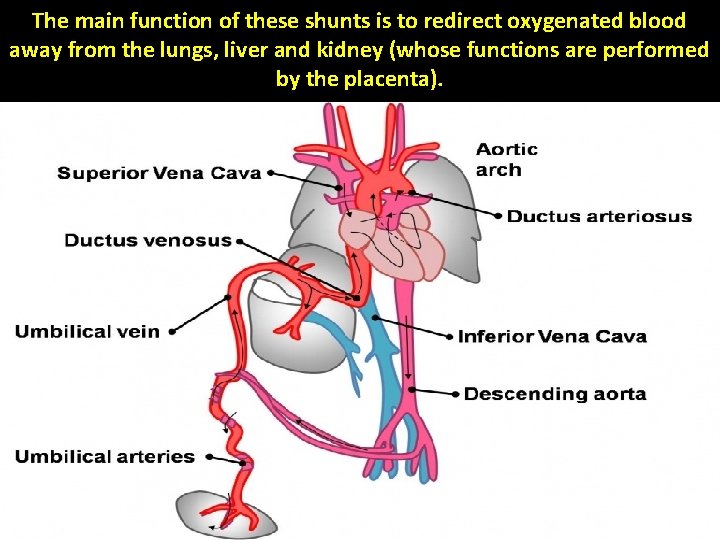 The main function of these shunts is to redirect oxygenated blood away from the The main function of these shunts is to redirect oxygenated blood away from the