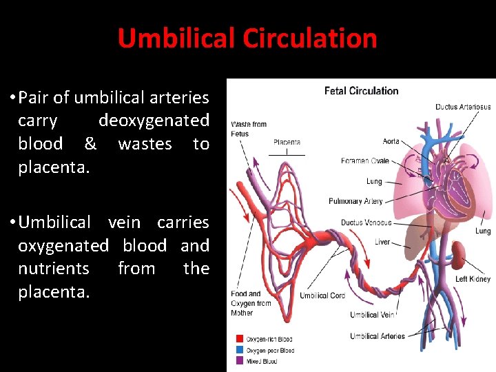 Umbilical Circulation • Pair of umbilical arteries carry deoxygenated blood & wastes to placenta. Umbilical Circulation • Pair of umbilical arteries carry deoxygenated blood & wastes to placenta.