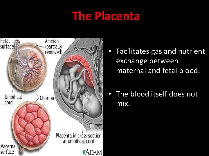 The Placenta • Facilitates gas and nutrient exchange between maternal and fetal blood. • The Placenta • Facilitates gas and nutrient exchange between maternal and fetal blood. •