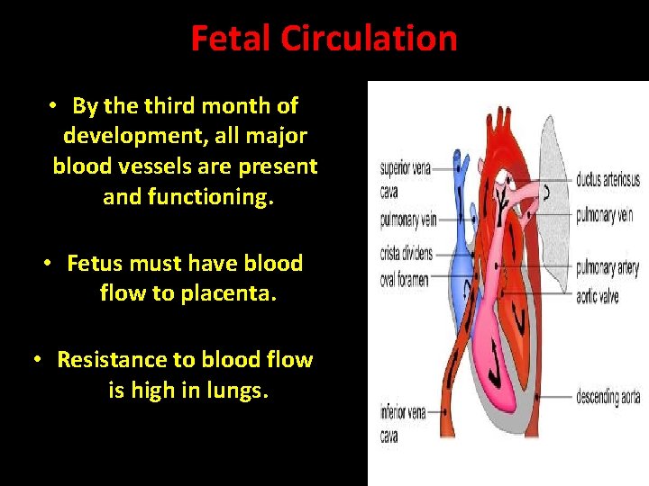 Fetal Circulation • By the third month of development, all major blood vessels are Fetal Circulation • By the third month of development, all major blood vessels are