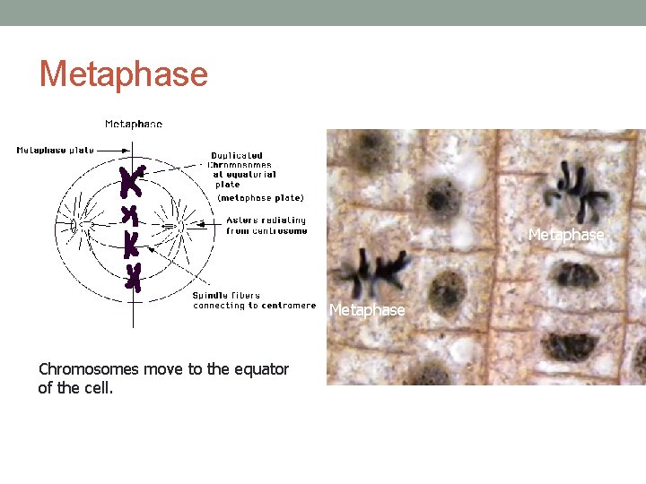 Metaphase Chromosomes move to the equator of the cell. 