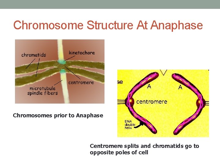 Chromosome Structure At Anaphase Chromosomes prior to Anaphase Centromere splits and chromatids go to