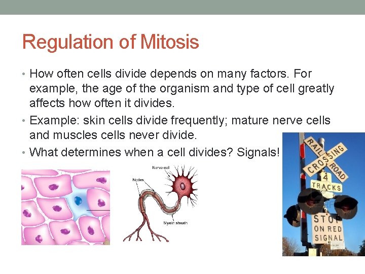 Regulation of Mitosis • How often cells divide depends on many factors. For example,
