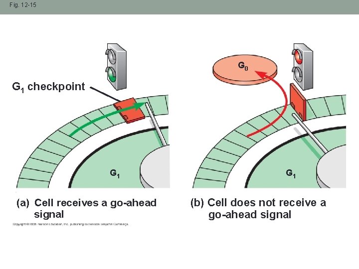 Fig. 12 -15 G 0 G 1 checkpoint G 1 (a) Cell receives a