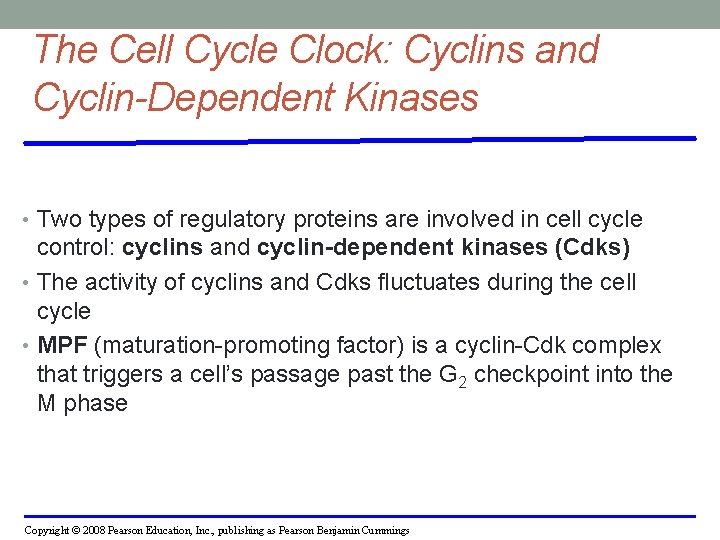 The Cell Cycle Clock: Cyclins and Cyclin-Dependent Kinases • Two types of regulatory proteins