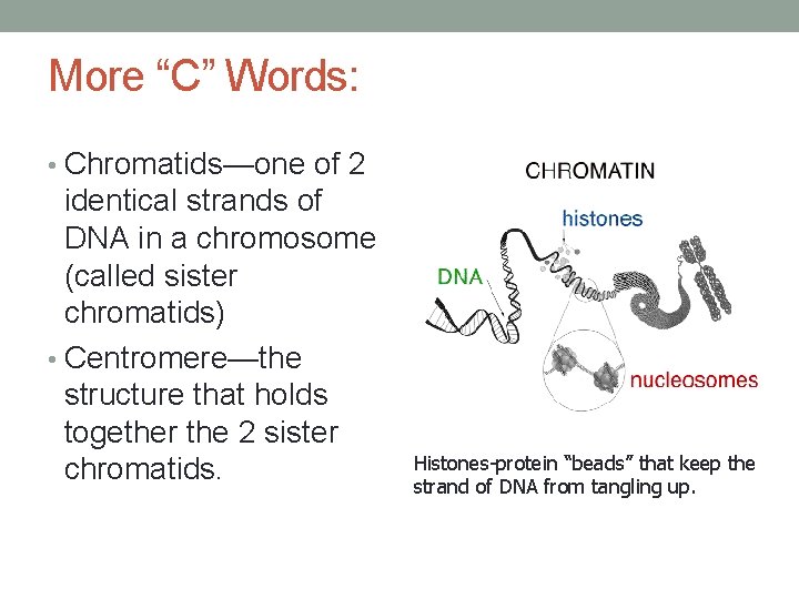 More “C” Words: • Chromatids—one of 2 identical strands of DNA in a chromosome
