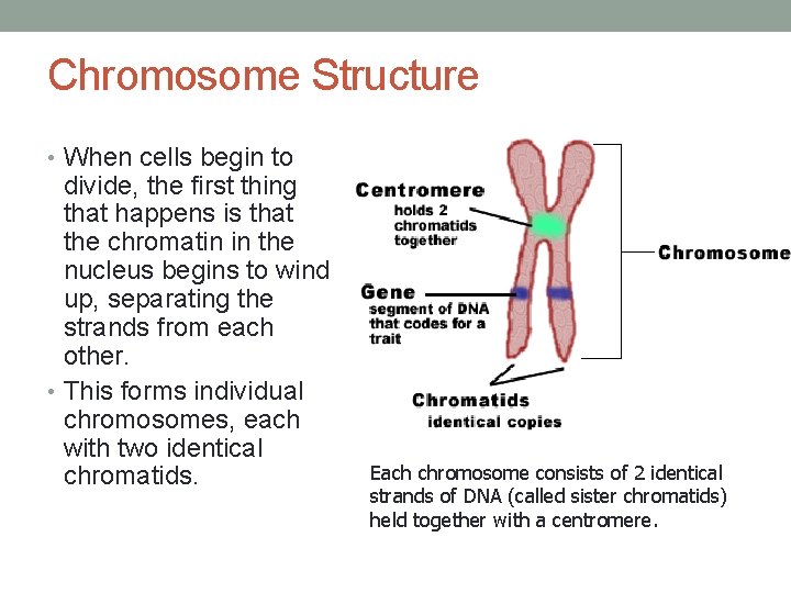 Chromosome Structure • When cells begin to divide, the first thing that happens is