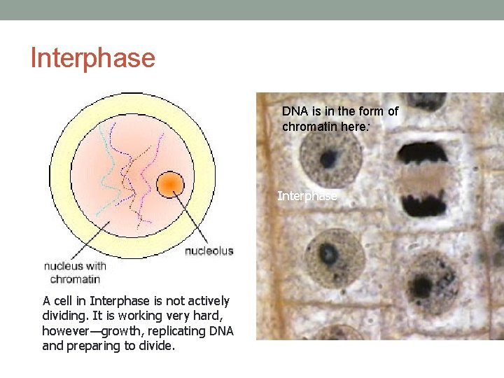 Interphase DNA is in the form of chromatin here: Interphase A cell in Interphase
