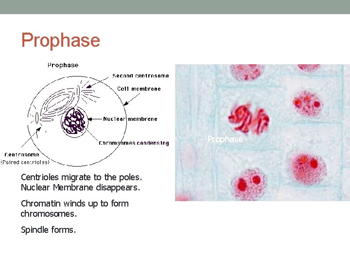 Prophase Centrioles migrate to the poles. Nuclear Membrane disappears. Chromatin winds up to form