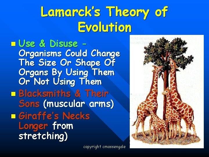 Lamarck’s Theory of Evolution n Use & Disuse - Organisms Could Change The Size