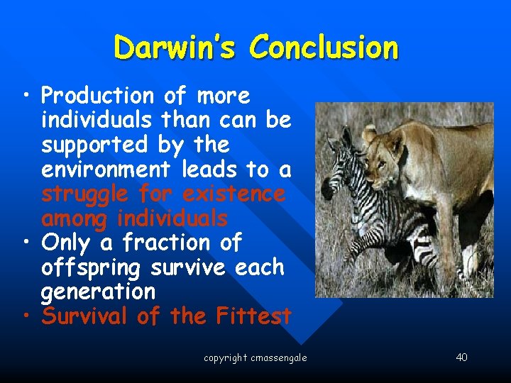 Darwin’s Conclusion • Production of more individuals than can be supported by the environment