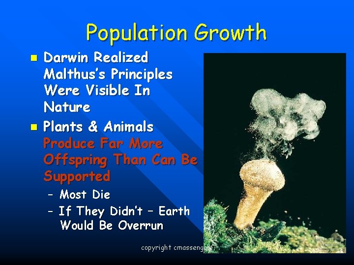 Population Growth n n Darwin Realized Malthus’s Principles Were Visible In Nature Plants &