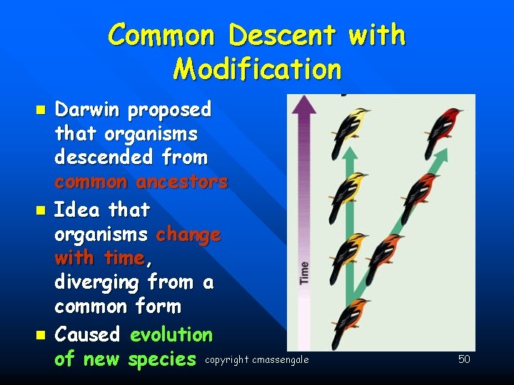 Common Descent with Modification n Darwin proposed that organisms descended from common ancestors Idea