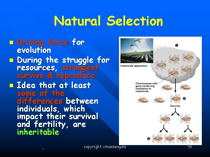 Natural Selection n Driving force for evolution During the struggle for resources, strongest survive