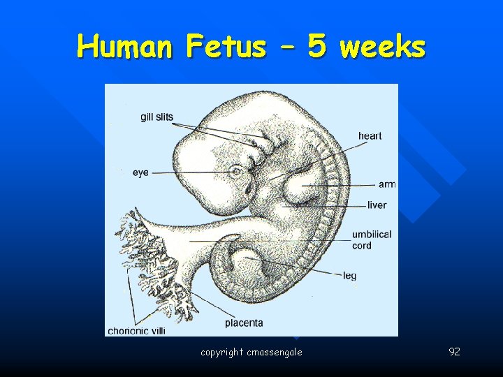 Human Fetus – 5 weeks copyright cmassengale 92 