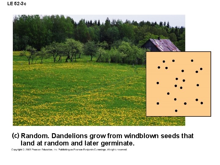 LE 52 -3 c Random. Dandelions grow from windblown seeds that land at random