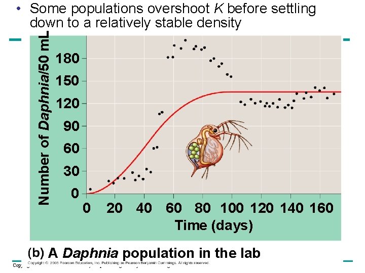 Number of Daphnia/50 m. L • Some populations overshoot K before settling down to