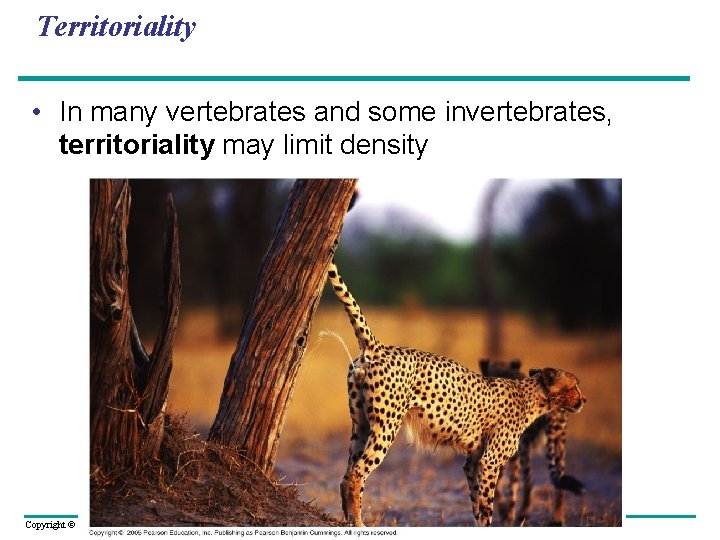 Territoriality • In many vertebrates and some invertebrates, territoriality may limit density Copyright ©