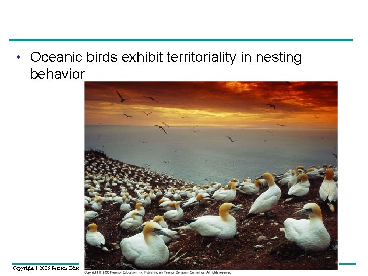  • Oceanic birds exhibit territoriality in nesting behavior Copyright © 2005 Pearson Education,