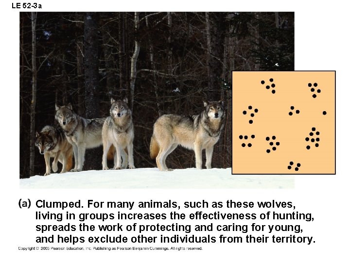 LE 52 -3 a Clumped. For many animals, such as these wolves, living in