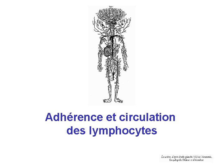 Adhérence et circulation des lymphocytes Adhérence et circulation des lymphocytes