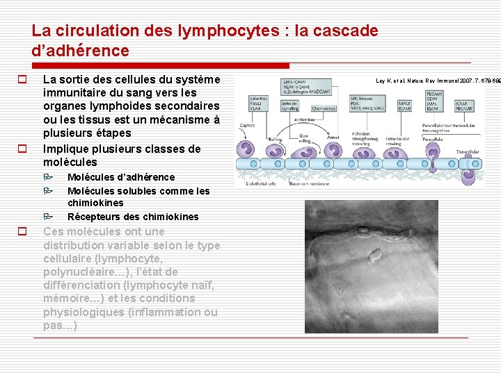La circulation des lymphocytes : la cascade d’adhérence o o La sortie des cellules La circulation des lymphocytes : la cascade d’adhérence o o La sortie des cellules