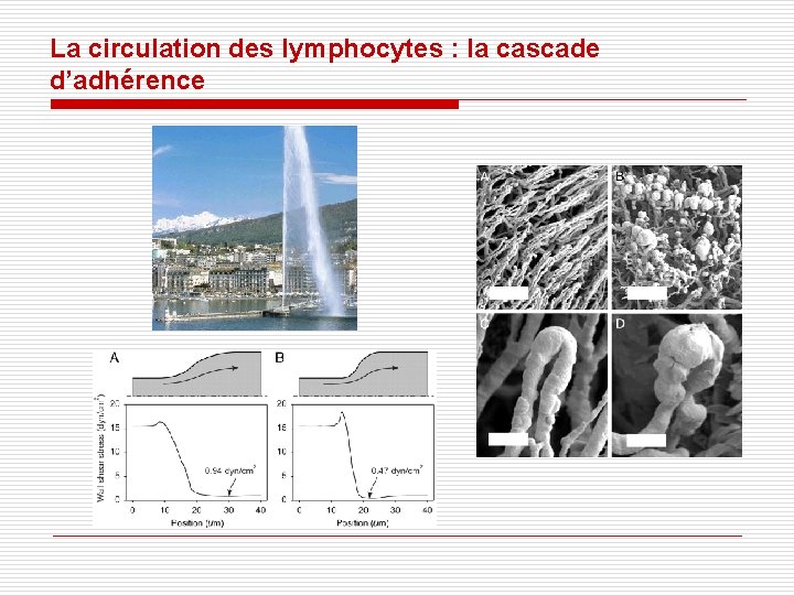 La circulation des lymphocytes : la cascade d’adhérence La circulation des lymphocytes : la cascade d’adhérence