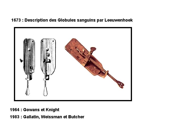 1673 : Description des Globules sanguins par Leeuwenhoek 1964 : Gowans et Knight 1983 1673 : Description des Globules sanguins par Leeuwenhoek 1964 : Gowans et Knight 1983
