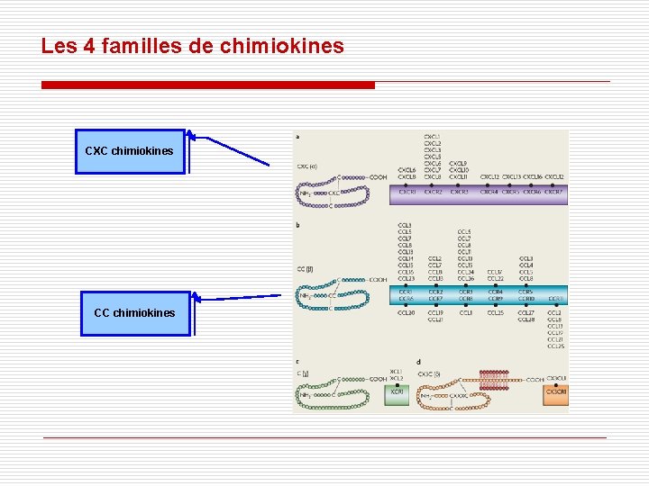 Les 4 familles de chimiokines CXC chimiokines CC chimiokines Les 4 familles de chimiokines CXC chimiokines CC chimiokines