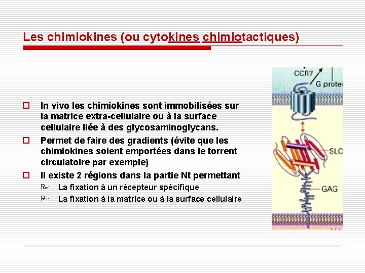 Les chimiokines (ou cytokines chimiotactiques) o o o In vivo les chimiokines sont immobilisées Les chimiokines (ou cytokines chimiotactiques) o o o In vivo les chimiokines sont immobilisées