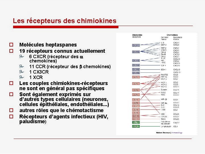 Les récepteurs des chimiokines o o Molécules heptaspanes 19 récepteurs connus actuellement o Les Les récepteurs des chimiokines o o Molécules heptaspanes 19 récepteurs connus actuellement o Les