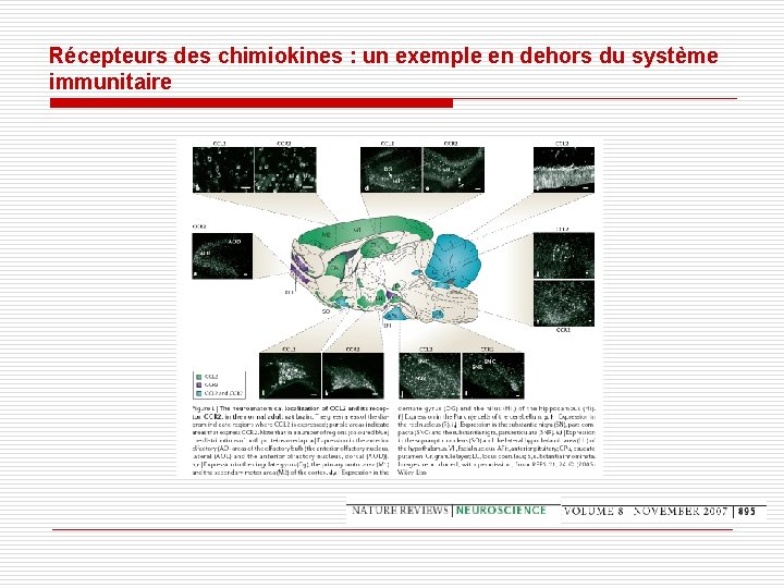 Récepteurs des chimiokines : un exemple en dehors du système immunitaire Récepteurs des chimiokines : un exemple en dehors du système immunitaire