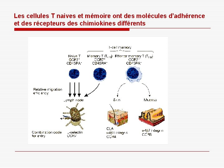 Les cellules T naives et mémoire ont des molécules d’adhérence et des récepteurs des Les cellules T naives et mémoire ont des molécules d’adhérence et des récepteurs des