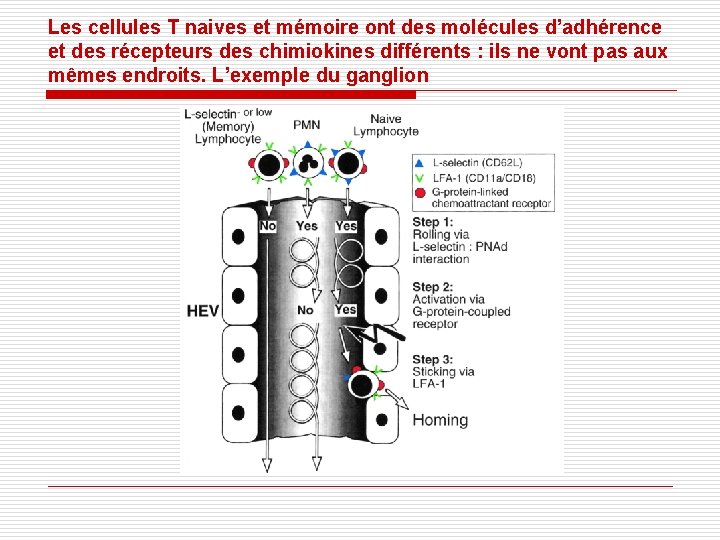 Les cellules T naives et mémoire ont des molécules d’adhérence et des récepteurs des Les cellules T naives et mémoire ont des molécules d’adhérence et des récepteurs des