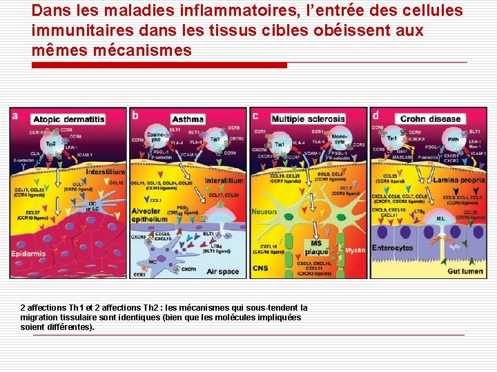 Dans les maladies inflammatoires, l’entrée des cellules immunitaires dans les tissus cibles obéissent aux Dans les maladies inflammatoires, l’entrée des cellules immunitaires dans les tissus cibles obéissent aux