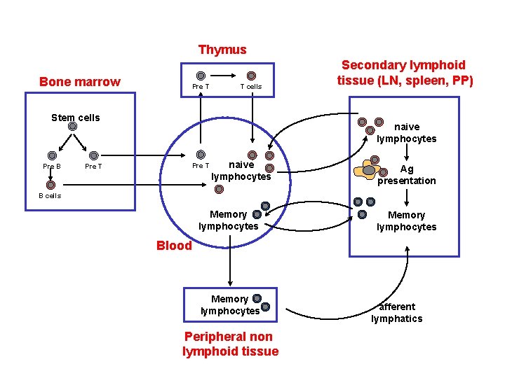 Thymus Bone marrow Pre T T cells Stem cells Pre B Pre T Secondary Thymus Bone marrow Pre T T cells Stem cells Pre B Pre T Secondary