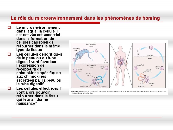 Le rôle du microenvironnement dans les phénomènes de homing o o o Le microenvironnement Le rôle du microenvironnement dans les phénomènes de homing o o o Le microenvironnement