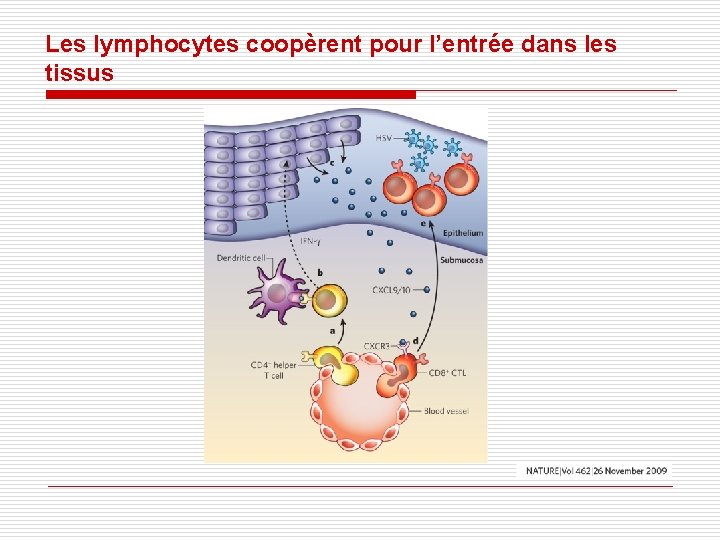 Les lymphocytes coopèrent pour l’entrée dans les tissus Les lymphocytes coopèrent pour l’entrée dans les tissus