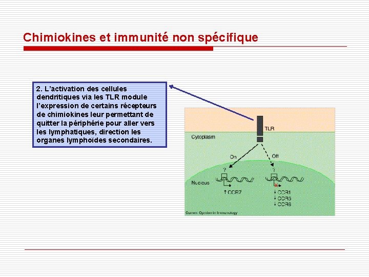 Chimiokines et immunité non spécifique 2. L’activation des cellules dendritiques via les TLR module Chimiokines et immunité non spécifique 2. L’activation des cellules dendritiques via les TLR module