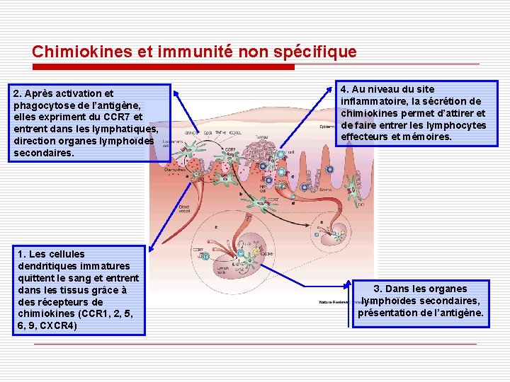 Chimiokines et immunité non spécifique 2. Après activation et phagocytose de l’antigène, elles expriment Chimiokines et immunité non spécifique 2. Après activation et phagocytose de l’antigène, elles expriment