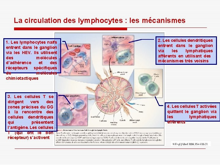 La circulation des lymphocytes : les mécanismes 1. Les lymphocytes naïfs entrent dans le La circulation des lymphocytes : les mécanismes 1. Les lymphocytes naïfs entrent dans le