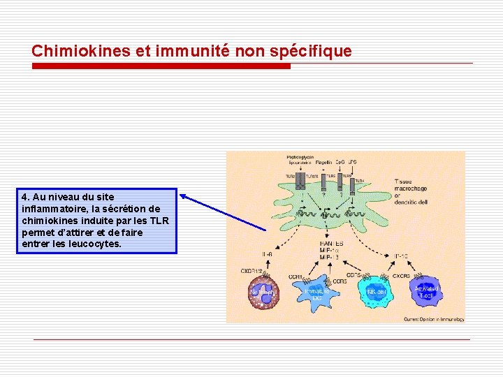 Chimiokines et immunité non spécifique 4. Au niveau du site inflammatoire, la sécrétion de Chimiokines et immunité non spécifique 4. Au niveau du site inflammatoire, la sécrétion de