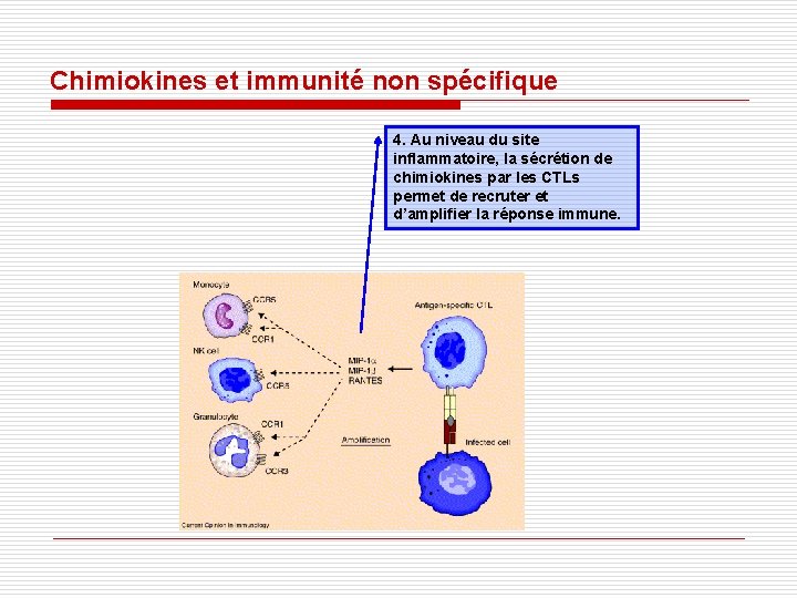 Chimiokines et immunité non spécifique 4. Au niveau du site inflammatoire, la sécrétion de Chimiokines et immunité non spécifique 4. Au niveau du site inflammatoire, la sécrétion de