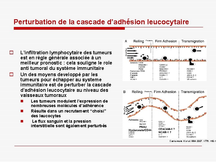 Perturbation de la cascade d’adhésion leucocytaire o o L’infiltration lymphocytaire des tumeurs est en Perturbation de la cascade d’adhésion leucocytaire o o L’infiltration lymphocytaire des tumeurs est en