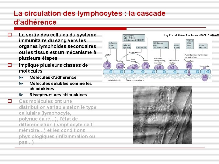 La circulation des lymphocytes : la cascade d’adhérence o o La sortie des cellules La circulation des lymphocytes : la cascade d’adhérence o o La sortie des cellules