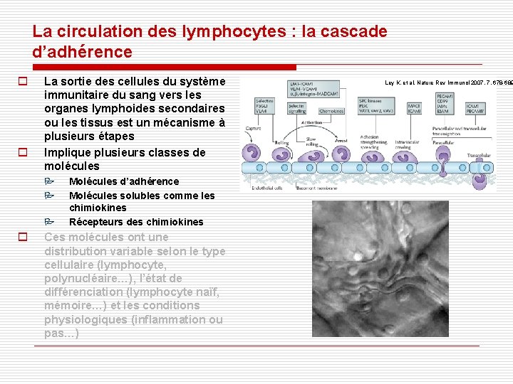La circulation des lymphocytes : la cascade d’adhérence o o La sortie des cellules La circulation des lymphocytes : la cascade d’adhérence o o La sortie des cellules