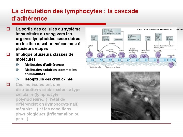 La circulation des lymphocytes : la cascade d’adhérence o o La sortie des cellules La circulation des lymphocytes : la cascade d’adhérence o o La sortie des cellules
