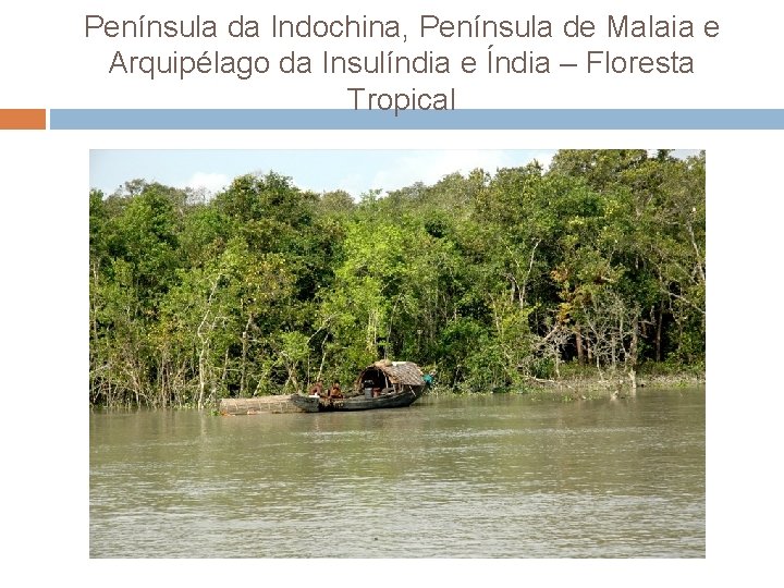 Península da Indochina, Península de Malaia e Arquipélago da Insulíndia e Índia – Floresta