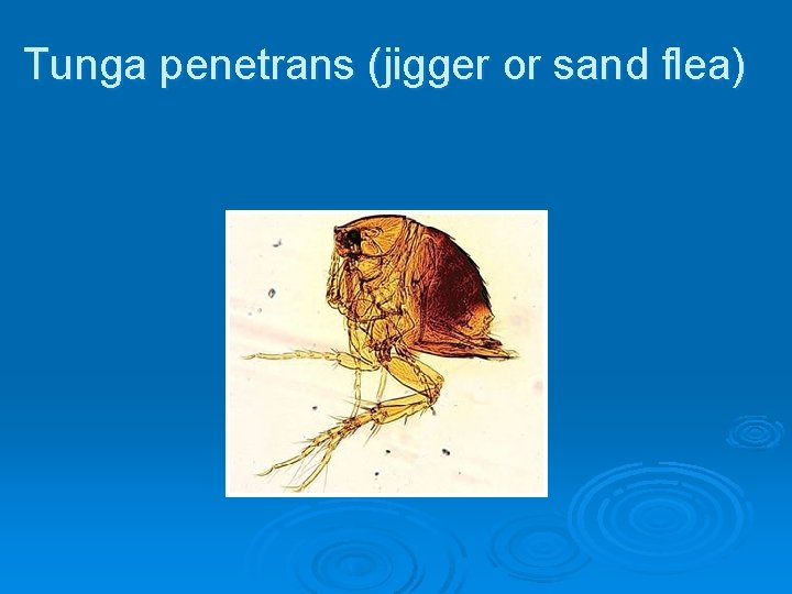 Tunga penetrans (jigger or sand flea) 