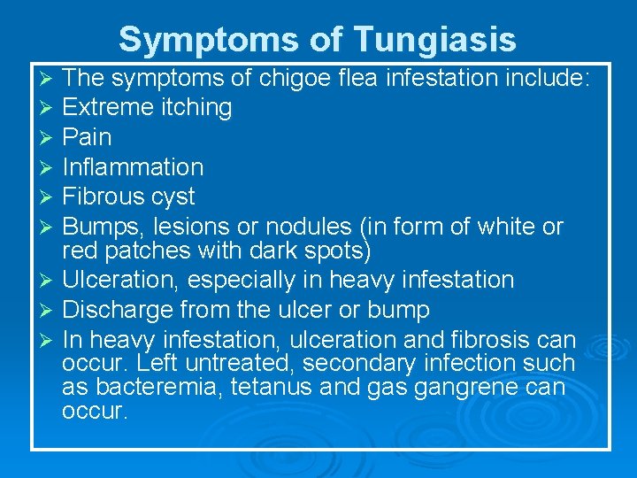 Symptoms of Tungiasis The symptoms of chigoe flea infestation include: Extreme itching Pain Inflammation